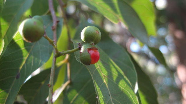 Alectryon subcinereus fruit