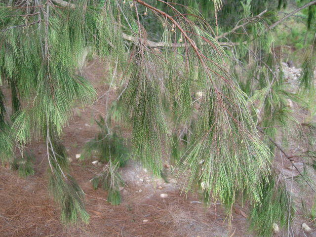 Allocasuarina torulosa weeping branch with female flowers