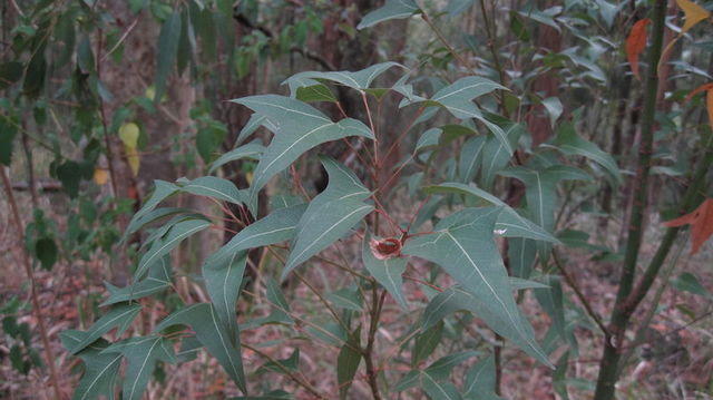 Brachychiton populneus young plant