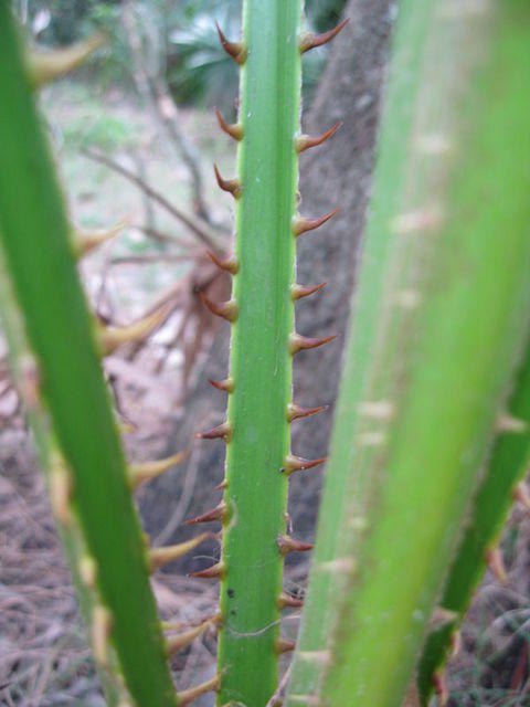 Livistona australis thorns