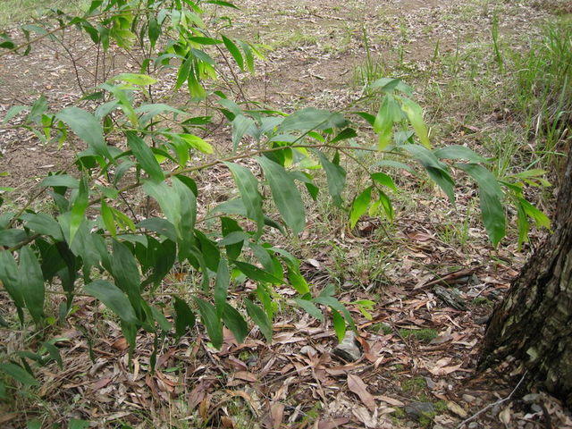 Acacia binervata branch