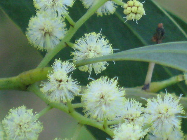 Acacia falcata flowers