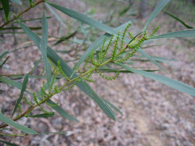 Acacia longissima buds 