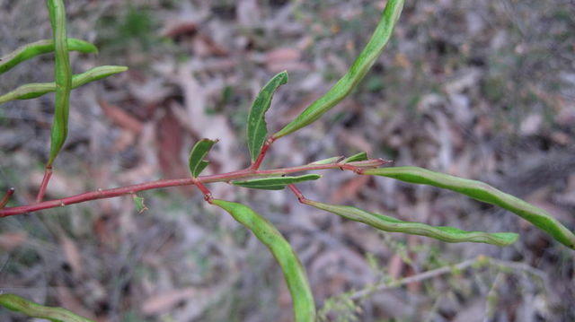 Acacia myrtifolia green pods