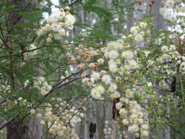 Acacia terminalis  flowers