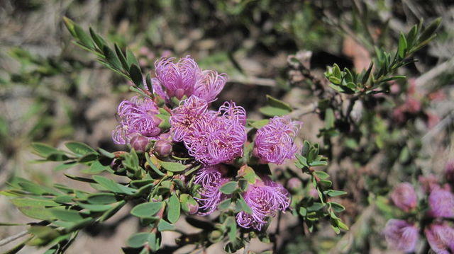 Melaleuca thymifolia flowers