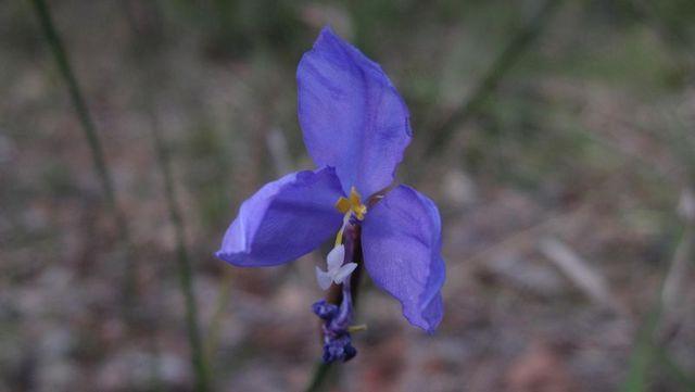 Patersonia glabrata flower