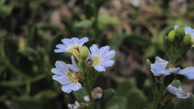 Scaevola calendulacea flowers