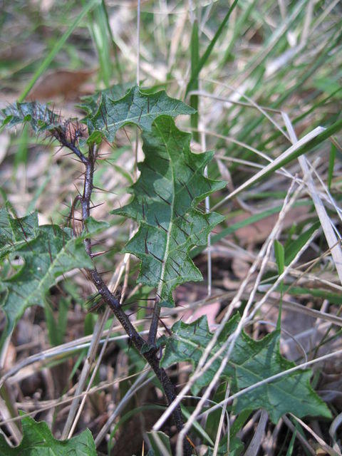 Solanum prinophyllum prickly leaves