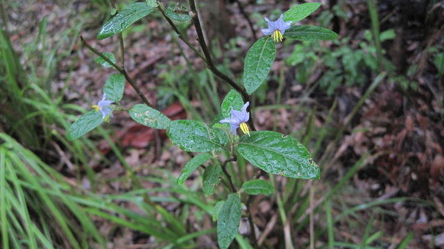 Solanum stelligerum flowers