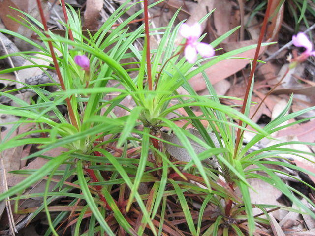 Stylidium productum tufted leaves