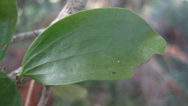 Amyema congener leaf