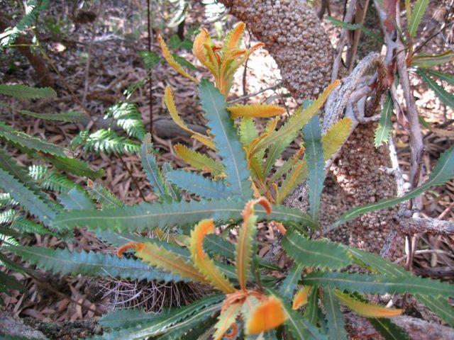 Banksia aemula new growth