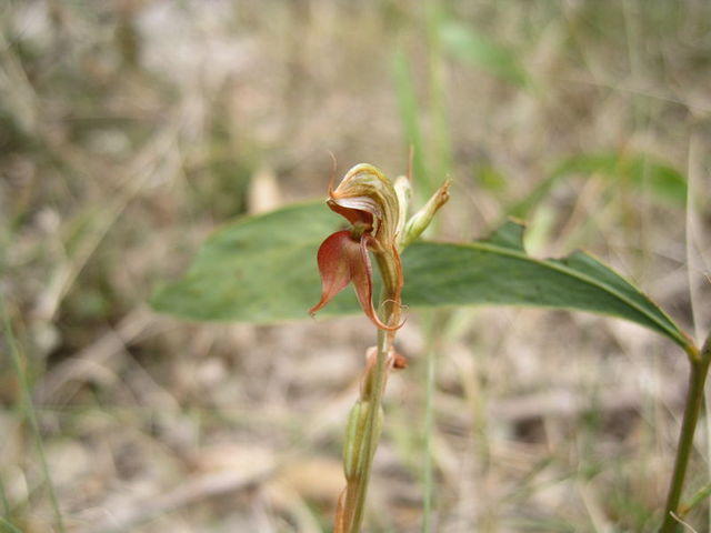 Pterostylis saxicola flower
