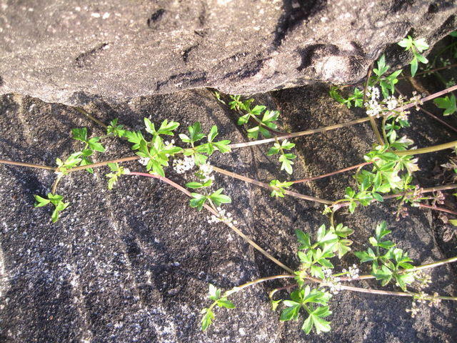 Apium prostratum ssp prostratum sprawling habit