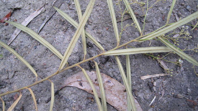 Astrotricha longifolia underside of leaf