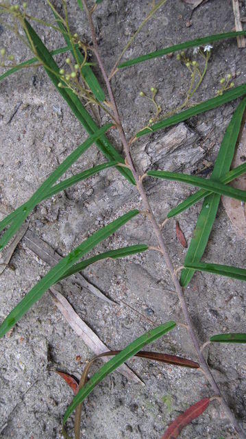 Astrotricha longifolia leaves