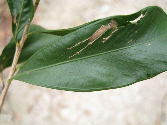 Callistemon salignus leaf