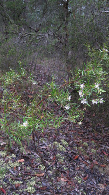 Grevillea linearifolia plant shape
