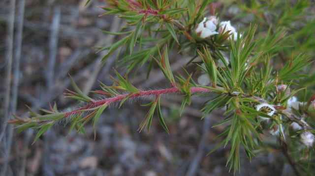 Leptospermum arachnoides new growth is red and hairy