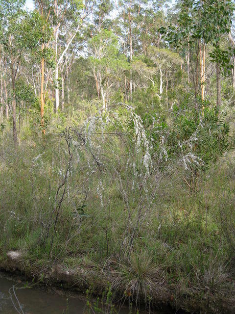 Leptospermum juniperinum likes wet ground