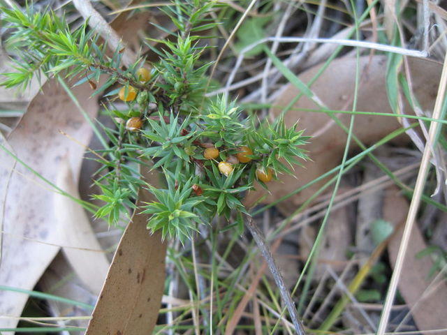 Leucopogon juniperinus fruit