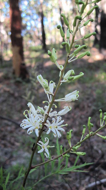 Lomatia silaifolia flowers