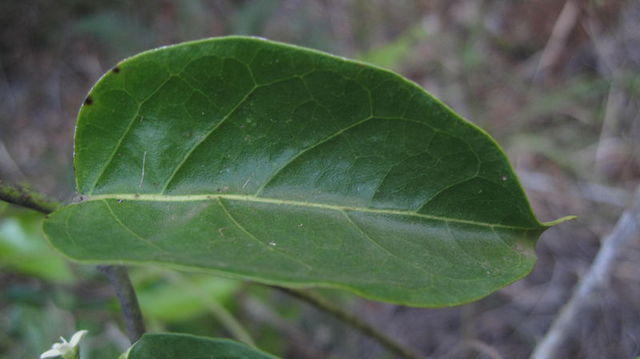 Marsdenia rostrata thin, undulate oval leaf