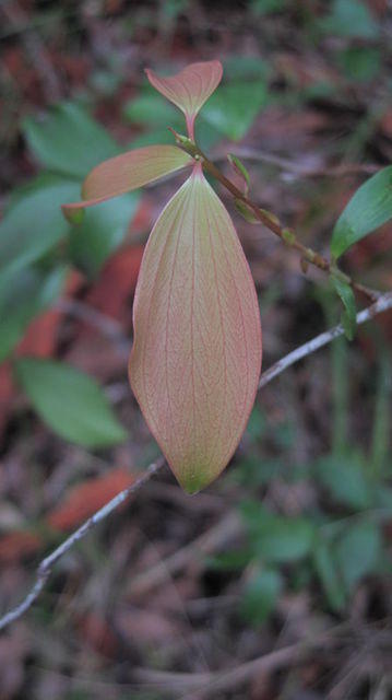 Trochocarpa laurina (11).JPG