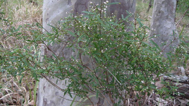 Zieria smithii plant shape