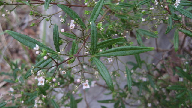 Zieria smithii flowers and leaf 