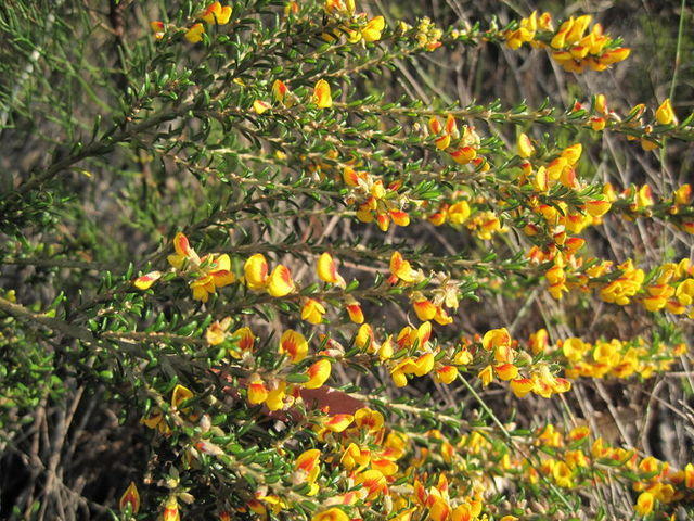 Aotus ericoides flowers - compact form