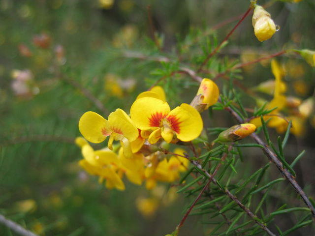 Dillwynis retorta ssp retorta flowers