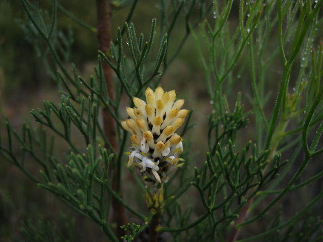 Petrophile pulchella flower