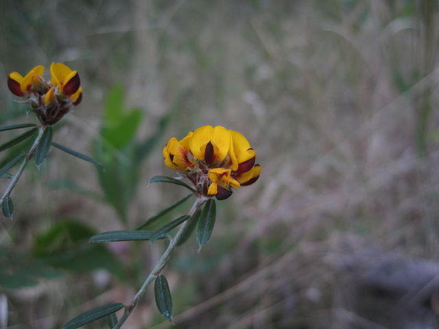 Pultenaea palacea flower head