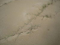 Spinifex sericeus stems on dunes