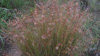 Themeda australis plant shape