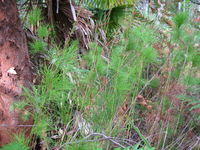Baloskion tetraphyllum - Tassel-cord Rush