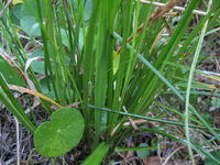 Carex appressa leaves