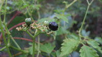 Cayratia clematidea - Slender Grape