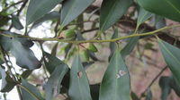 Diospyros australis branch with fruit