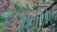 Diospyros australis branch