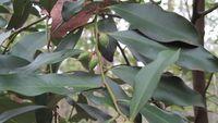 Diospyros australis fruit