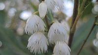 Elaeocarpus reticulatus flower