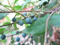 Elaeocarpus reticulatus fruit