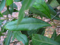 Elaeocarpus reticulatus leaf 