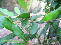 Elaeocarpus reticulatus leaf