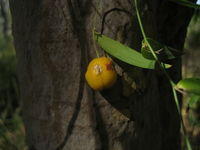 Eustrephus latifolius fruit