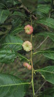 Glochidion ferdinandi fruit