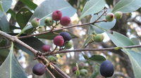 Notelaea longifolia - Mock Olive